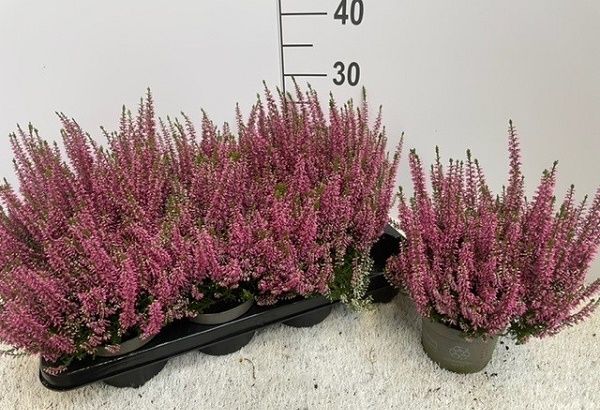 CALLUNA B.L. ROSA