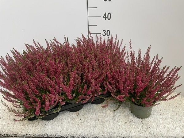 CALLUNA B.L. ROUGE