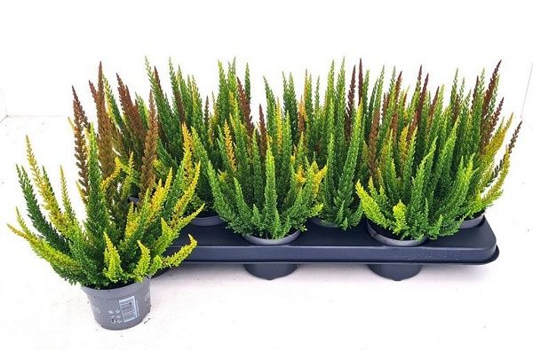 CALLUNA B.L. SKYLINE