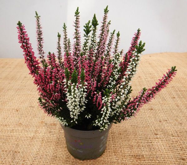 CALLUNA B.L. STARLIGHT TRIO