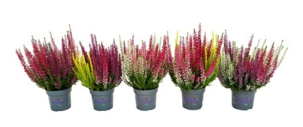 CALLUNA B.L. STARLIGHT TRIO