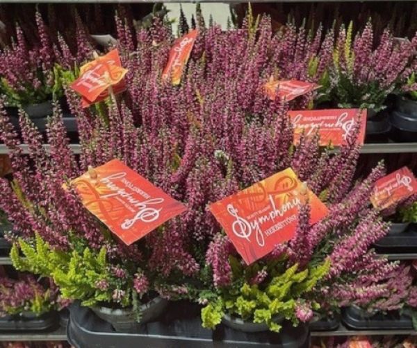 CALLUNA B.L. SYMPHONY