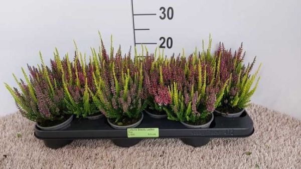 CALLUNA B.L. TRIO