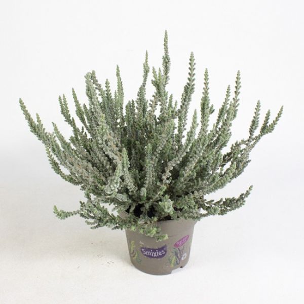 CALLUNA G.G. FLUFFY