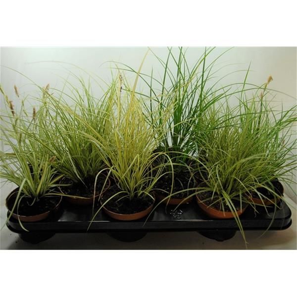 CAREX MIX