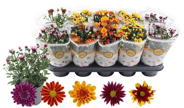 CHRYSANTHEME AUTOMNE