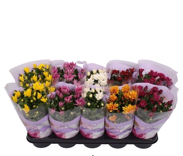 CHRYSANTHEME 3 BOUTURES MIX