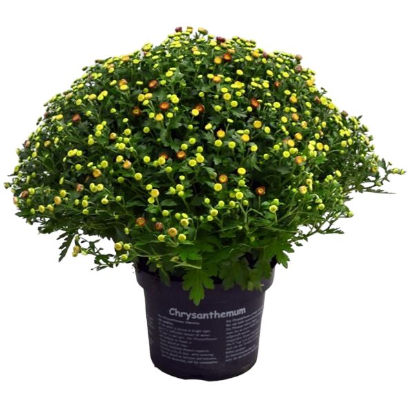 CHRYSANTHEME BOULE