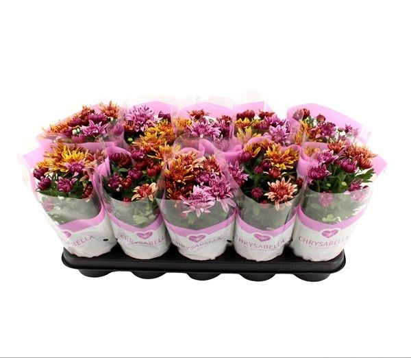 CHRYSANTHEME CARNAVAL