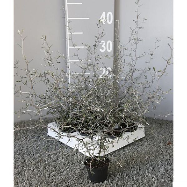 COROKIA COTONEASTER MINI