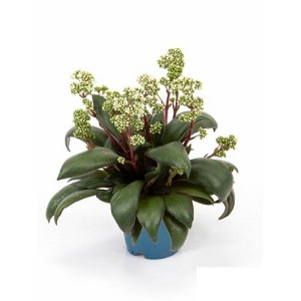 CRASSULA ORBICULARIS
