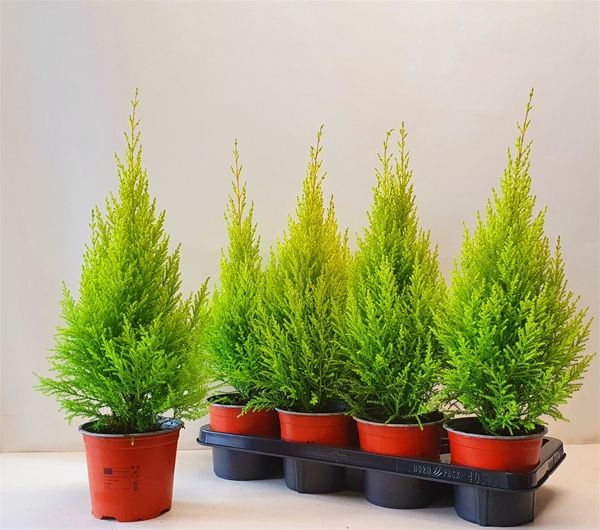 CUPRESSUS GOLDCREST WILMA