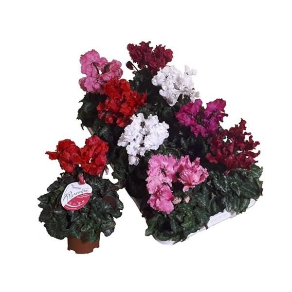 CYCLAMEN PERS. MERENGUE