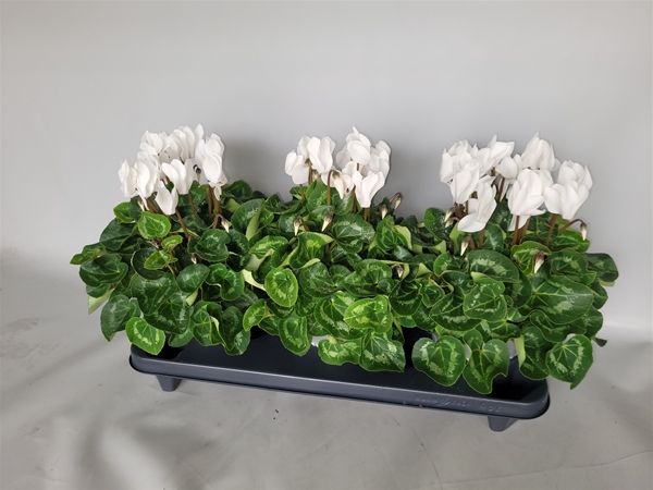 CYCLAMEN PERS. SUPER SERIE