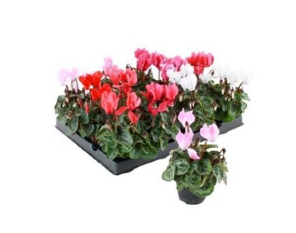 CYCLAMEN PERSICUM MINI