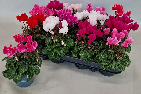CYCLAMEN PERSICUM VERANO
