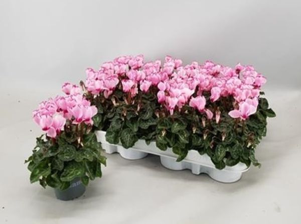 CYCLAMEN PERSICUM VICTORIA