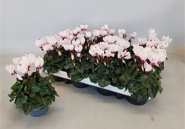 CYCLAMEN PERSICUM VICTORIA