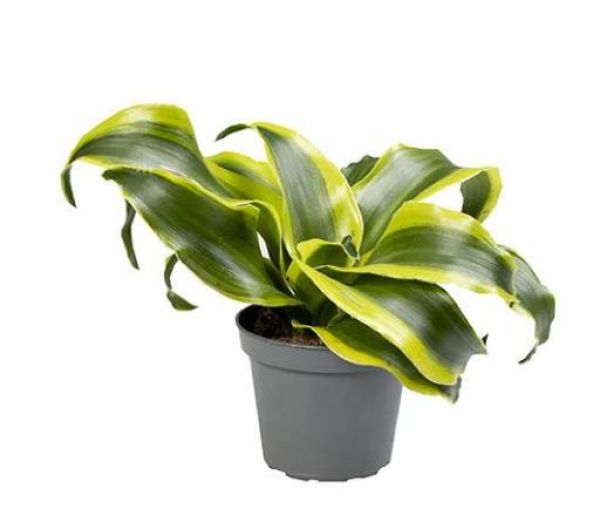 DRACAENA DRACO