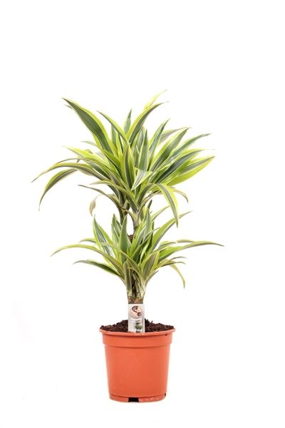 DRACAENA FRAGRANS LEMON LIME