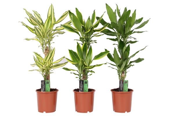 DRACAENA FRAGRANS MIX