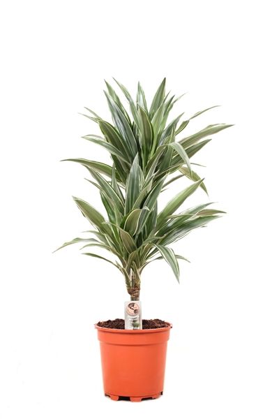 DRACAENA FRAGRANS WARNECKEI