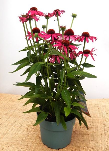 ECHINACEA SOMBRERO