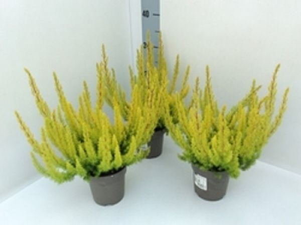 ERICA ARBOREA
