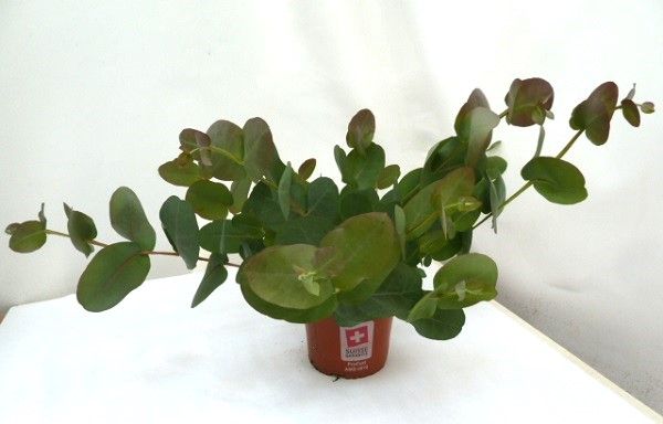 EUCALYPTUS NEGLECTA