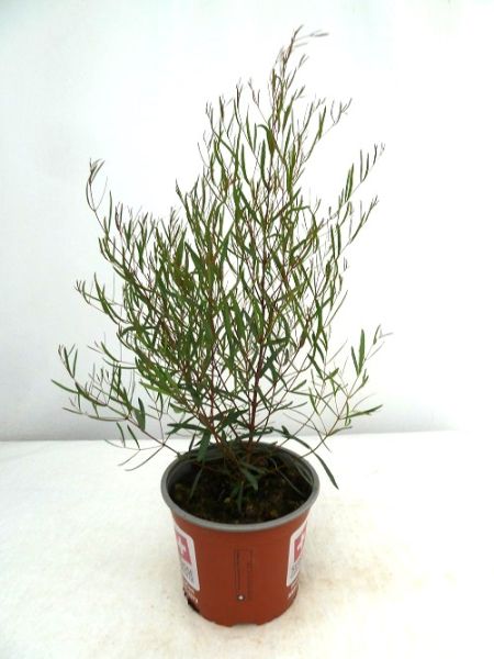 EUCALYPTUS PULCELLA