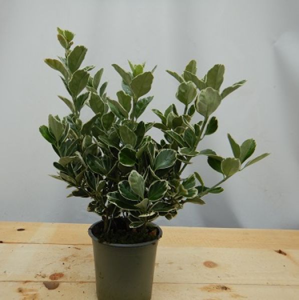 EUONYMUS JAP. KATHY