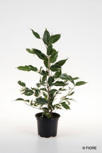 FICUS BENJAMINA