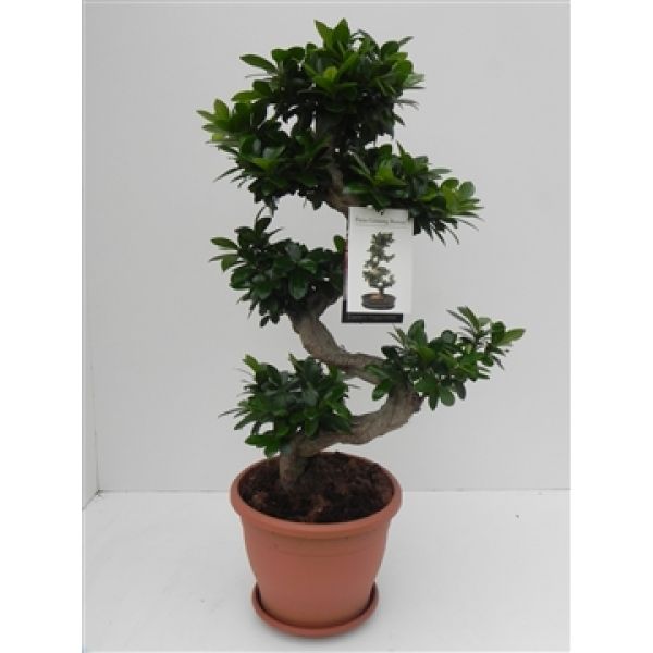 FICUS MICROCARPA GINSENG