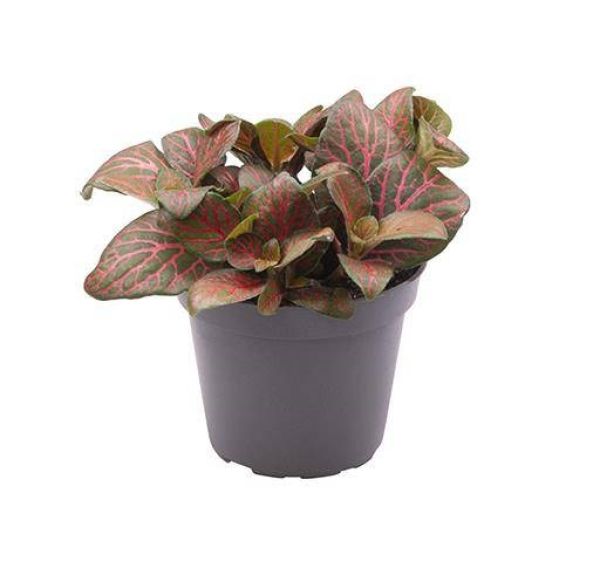 FITTONIA VERSCHAFFELTII
