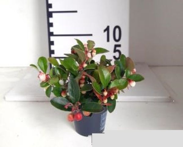 GAULTHERIA MINI