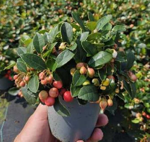 GAULTHERIA PROCUBENS