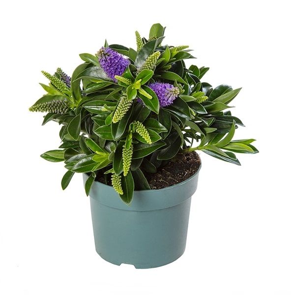 HEBE VERONICA PETITA BLUE