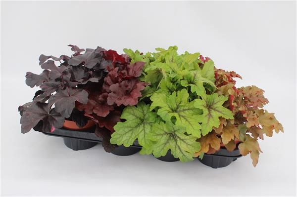 HEUCHERA MIX