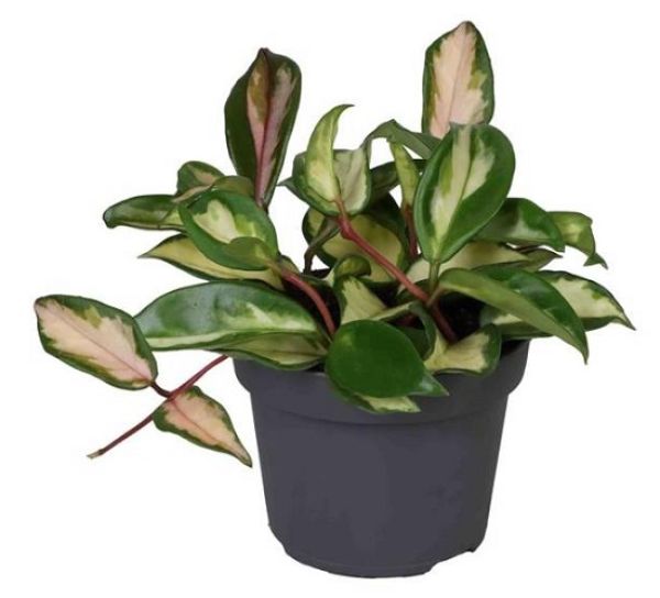 HOYA CARNOSA