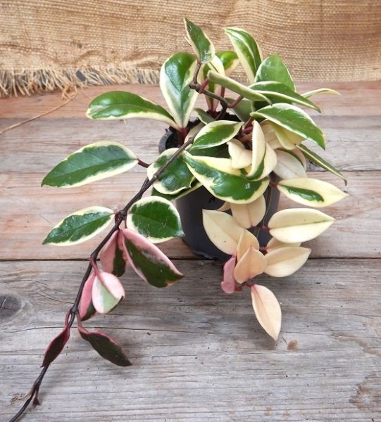 HOYA CARNOSA FLAMINGO DREAM