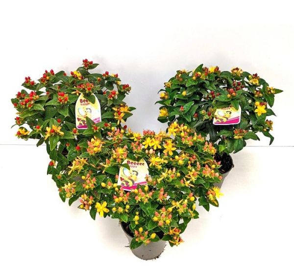HYPERICUM