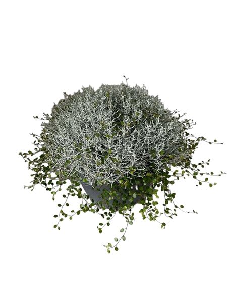 MUECKA