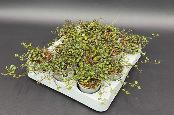MUEHLENBECKIA COMPLEXA MAORI