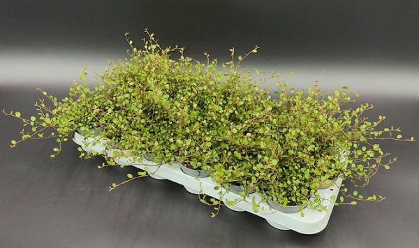 MUEHLENBECKIA COMPLEXA MAORI