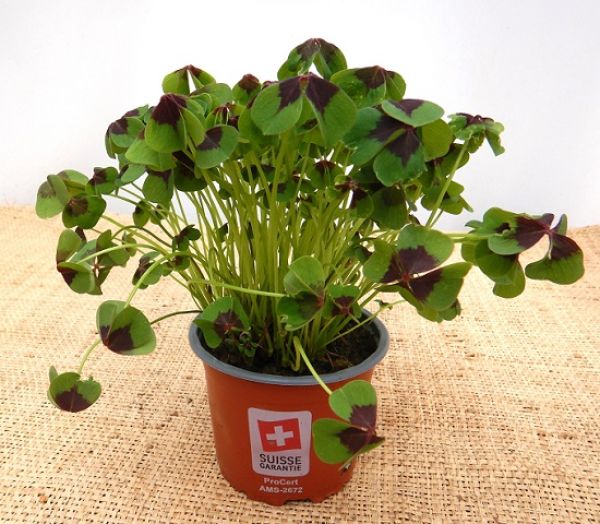 OXALIS DEPPEI