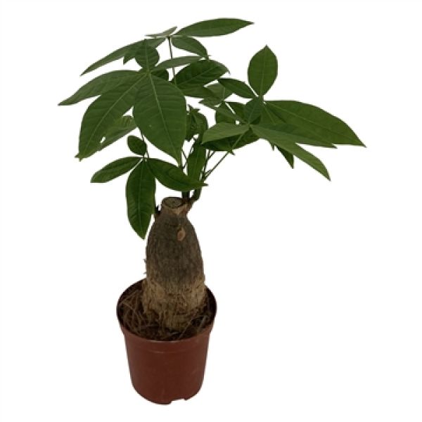 PACHIRA AQUATICA
