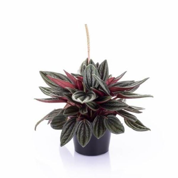 PEPEROMIA CAPERATA