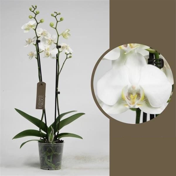PHALAENOPSIS 2T WHITE WORLD