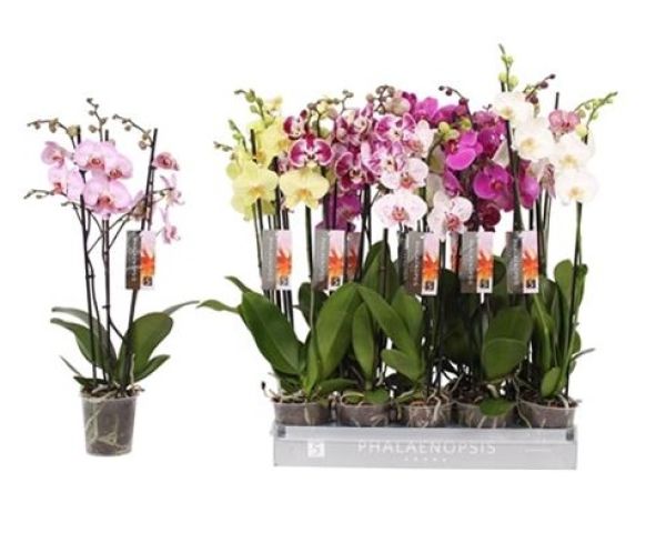 PHALAENOPSIS 3T MIX