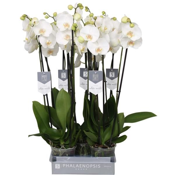 PHALAENOPSIS 3T WHITE WORLD